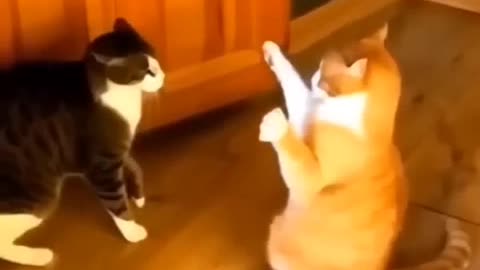 Cute funny animal videos 😂😂🤣🤣