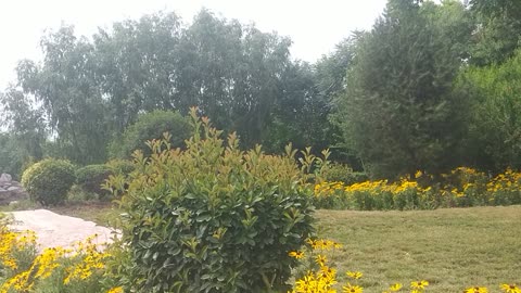 beautiful yellow chrysanthemum