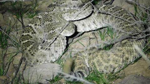 'The Meanest Son Of A Bitch In The Valley' - Mojave Green Rattlesnake (Crotalus scutulatus)