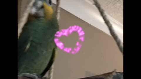 Cute Charlie parrot modelling a feather