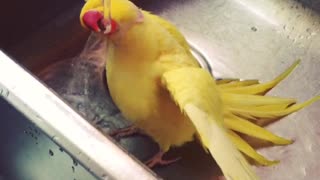 Yellow Parrot plays in the sink