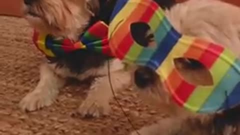 Cute puppy_ shorts in different mood_dog funny video