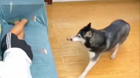 Funny dog 🐕🐕🐕 'videos