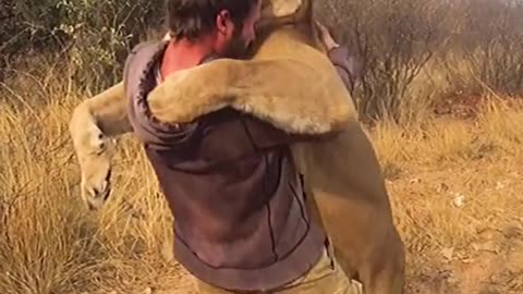 Man HUGS a wild LION!!!!!