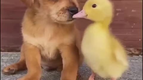 Funny animal video