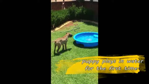 Puppy plays in water for the first time