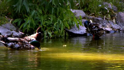 Ducks drinking water in a lake - With quiet music