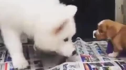 Brave Little Cute Puppy