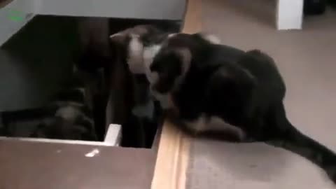 Funny Cat Video 20