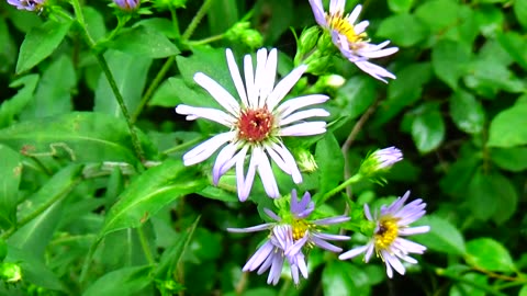 Aster