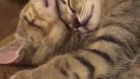 Too comfy! | Cute animals, Funny animals, Kittens cutest