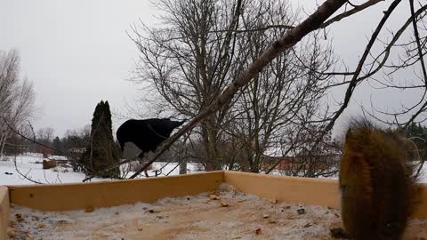 Talking crow greets squirrel with a friendly "hello" at squirrel feeder-funny videos