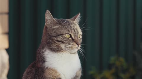 Cat SHOWS OFF “Trapeze Skills” To Impressed Dog