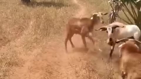 Crazy Fights Of Animal