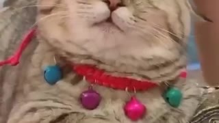 Relaxed Kitty Enjoys A Head Massage