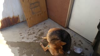 German Shepherd with An Ice Problem