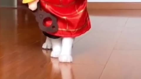 Cats Fashion Week