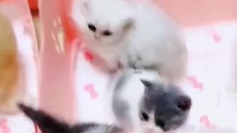 Cutest kittens You will Fall in love | funny cat Shorts videos 2021