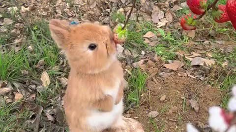 The little rabbit is eating strawberries.