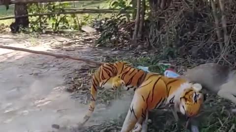 The Troll Prank Dog ,Dog vs Tiger