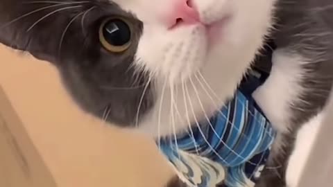 Cute cat