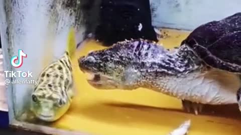 fish vs turtle