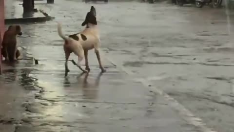 nice dog playing with water