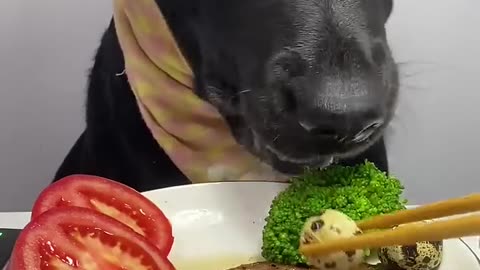 Labrador is happy enjoying some amazing crunchy food