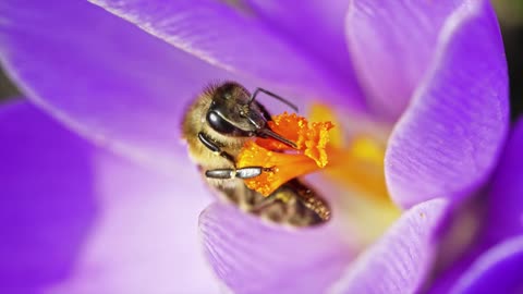 Amazing Bee getting the nectar from wonderful Flower