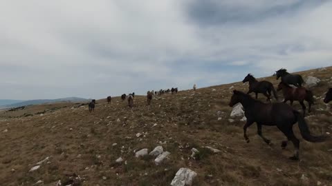 Aerial fpv drone shot of a herd of wild horses running on a green spring field at the sunset