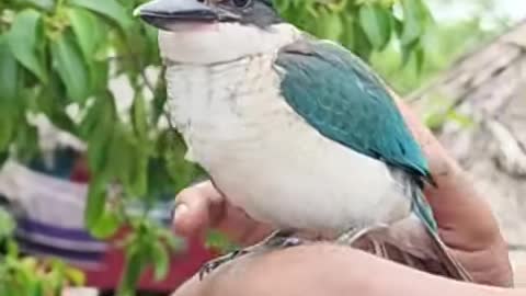 Masranga Bird