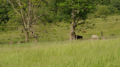 Cow Grazing On Farm