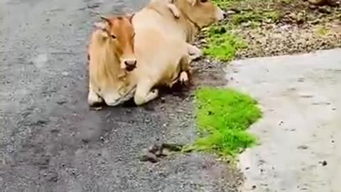 Dog Runs to Cows