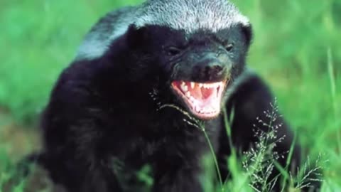 Why Honey Badger Are So Fearless ? 😮