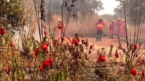 Wildfire destroys 20% of Brasilia forest, arson suspected