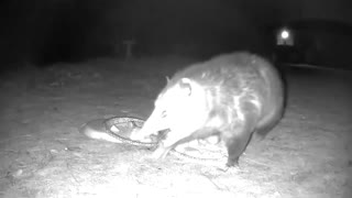 Stand off at the Critter Cam Cafe