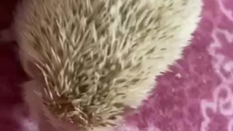 Hedgehogs poor eyesight and strong sense of smell