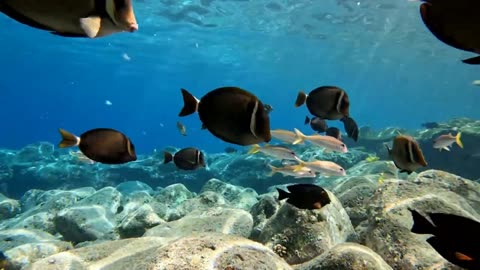 The Shallows - Big Island Hawaii