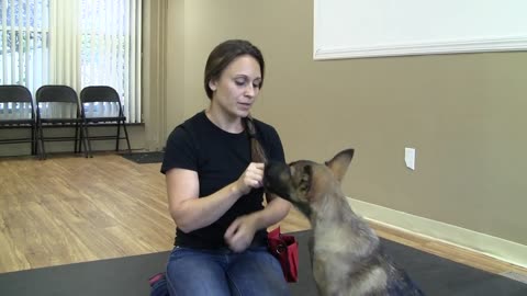 How to traning a dog to pay attention