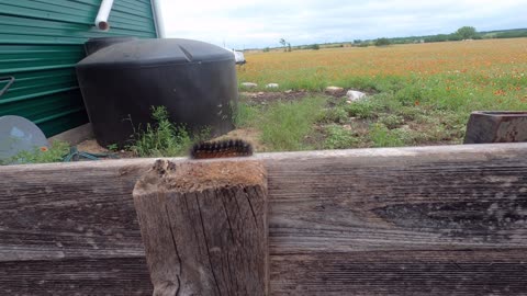 A caterpillar visits the Homestead