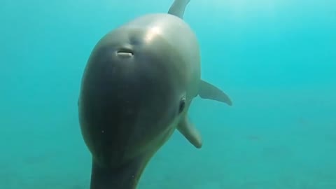 Funny dolphin