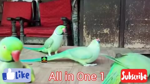 Parrots love ❤️ Talking Parrots pets Compilation 4