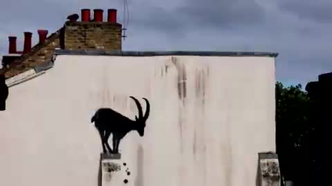 Banksy revealed a fresh artwork in southwest London, showcasing a goat perched on a ledge 🎨🐐