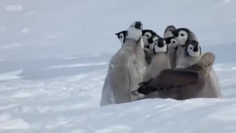 Penguin chicks rescued by unlikely hero _ Spy in the Snow - BBC