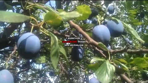 Pekmez od šljiva, od ploda šljive do kuvanja pekmeza.Plum jam, from plum fruit to jam cooking.