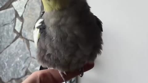 Definitive Guide Creating Cockatiels...