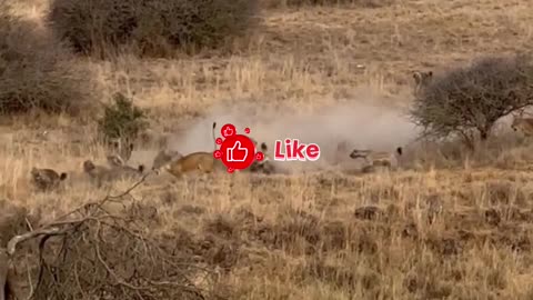 Hyena pack attacks lions