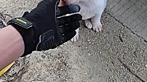 The man saves poor puppy