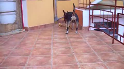 bullterrier play