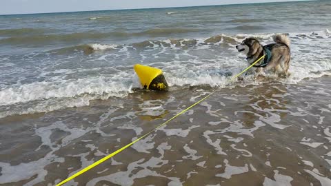 Malamute freaks out at buoy in the sea